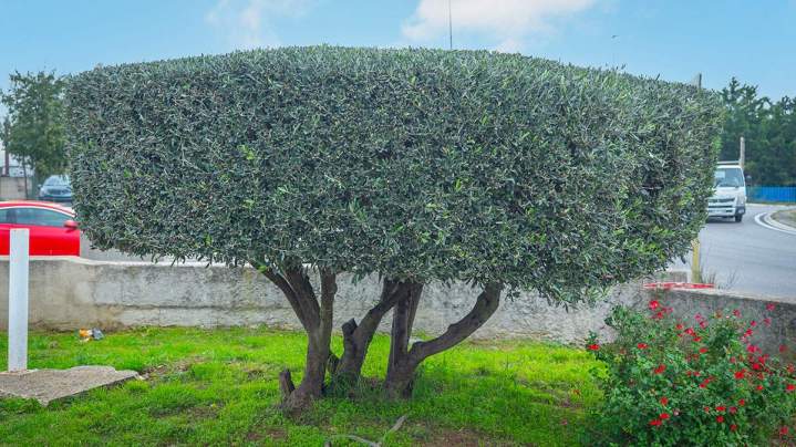 Travaux de débroussaillage Marguerittes